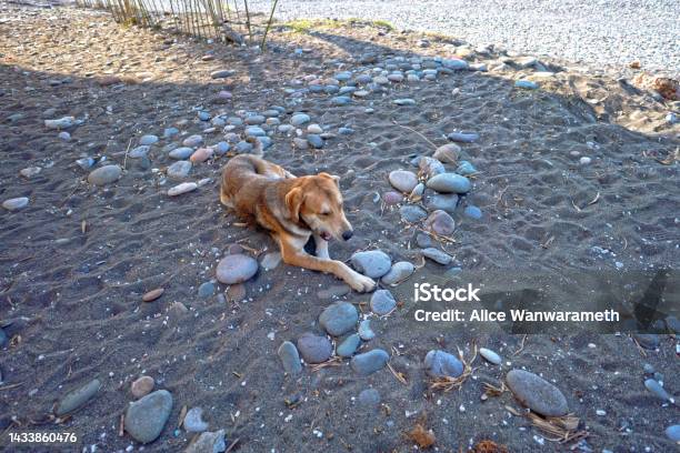 Homeless Dog Relax And Yawn On The Beach Of Black Sea Batumi City Adjara Georgia Stock Photo - Download Image Now