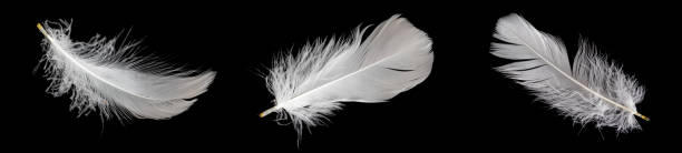 istock white feather of a goose on a black background 1433862508