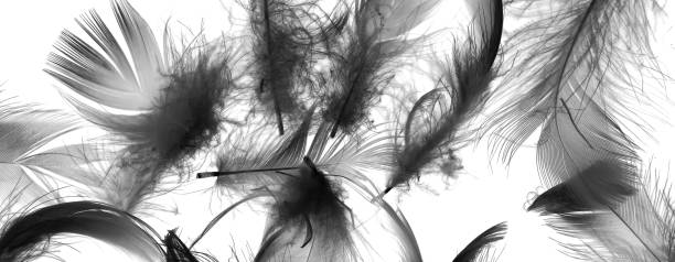 istock black duck feathers on a white isolated background 1433862591