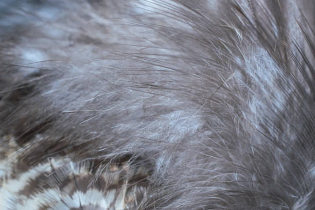 istock hawk feathers with visible detail. background or texture 1433862751