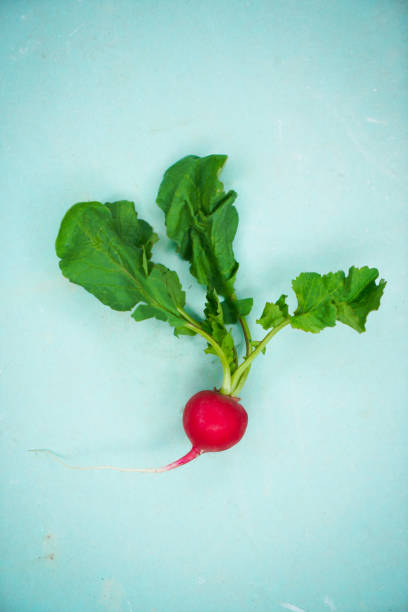 istock One appetizing fresh pink radish with green tail on light blue background, top view 1433862778