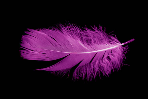 istock violet feather goose on a black isolated background 1433862785