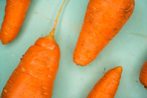 Orange carrots of different sizes on a blue background, close-up