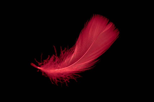 istock a red goose feather on a black isolated background 1433862818