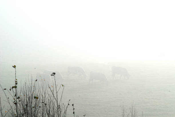 Cows are in the morning fog, grass in the foreground.