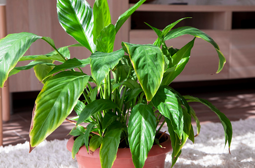 The disease of the houseplant spathiphyllum .A beautiful evergreen houseplant with lush leaves. The concept of diseases of domestic plants. A flower with dry brown leaves.