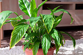 The disease of the houseplant spathiphyllum .A beautiful evergreen houseplant with lush leaves. The concept of diseases of domestic plants. A flower with dry brown leaves.