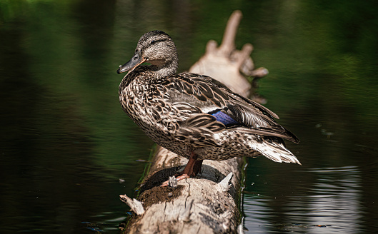 A duck on a branch in the water