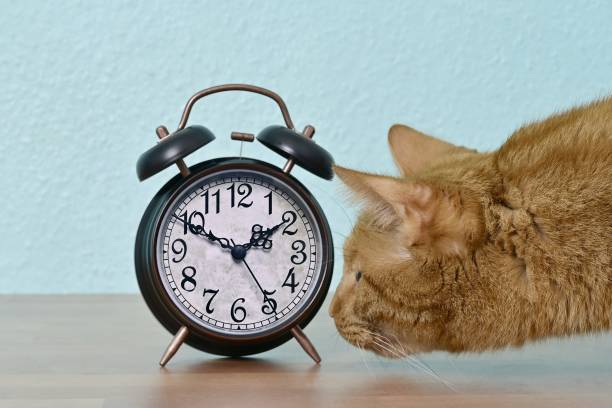 istock Funny ginger cat looking curious to a retro alarm clock on the table. 1433869098