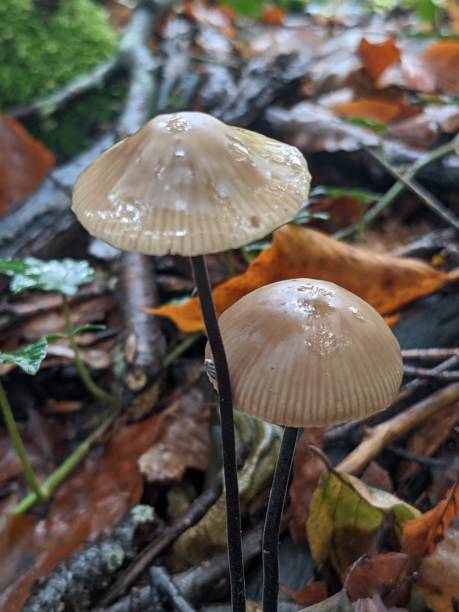 istock Mushrooms in the forest 1433871006