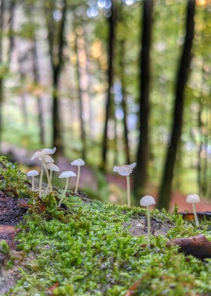 istock Mushrooms in the forest 1433871016