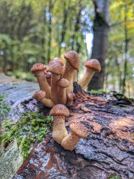 istock Mushrooms in the forest 1433871019