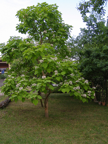 catalpa aka catawba tree scientific classification Bignoniaceae