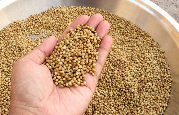 istock A man holding dried Coriander seed in hand 1433878637
