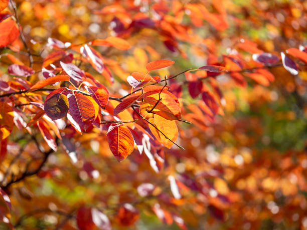 istock Abstract natural background with colorful leaves. 1433878823