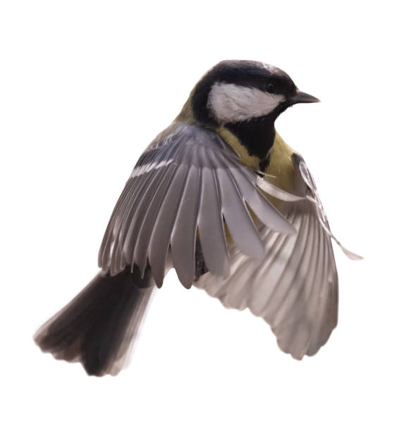 istock yellow fast tit in flight isolated on white 1433881012