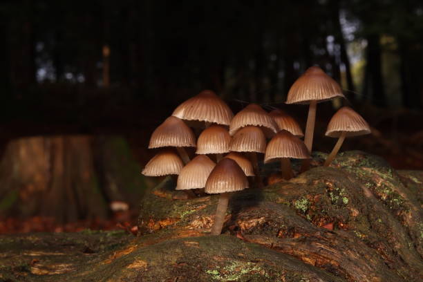 istock group of mushrooms growing on tree, in autumn, in a forest 1433882297