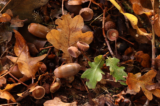 Oak autumnal leaves with acorns. Background image of leaves.