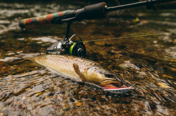 Brown Trout fish at the shallow water Brown Trout fish at the shallow water fish lips stock pictures, royalty-free photos & images