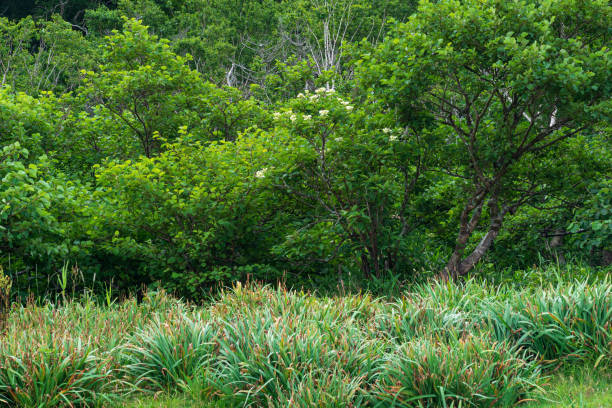 paesaggio forestale dell'isola di kunashir, arbusto fiorito e sottobosco di erba alta - tropical rain forest foto e immagini stock