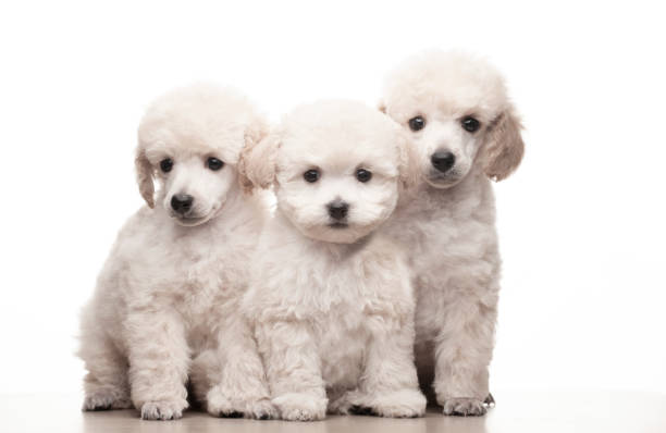 image of dog white background