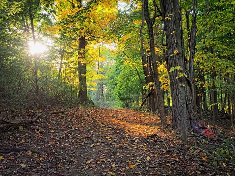 Vineyard Hill Reservation in Hamilton is an exceptionally scenic woodland in northeast Massachusetts. A glacial landscape with steep drumlins, affords 2.2 miles of scenic trails. The land part of the Essex county Greenbelt was donated by the family estate of General George S. Patton, Jr.