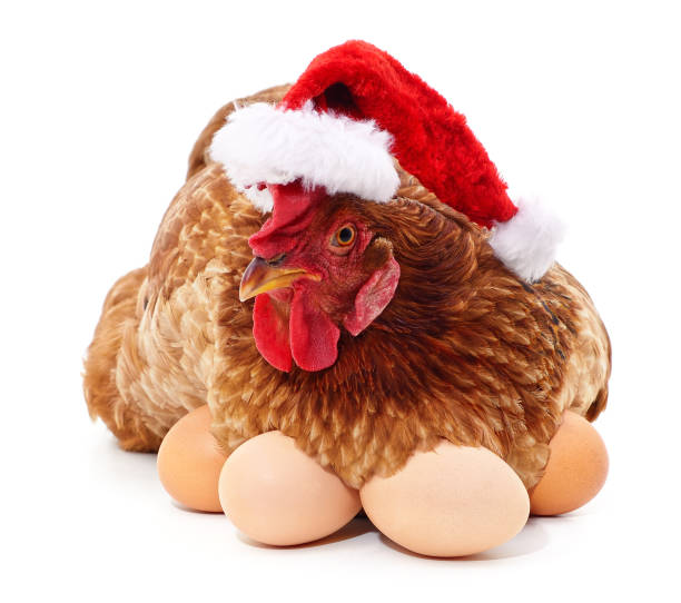 istock Chicken in a Christmas hat and eggs. 1433885842