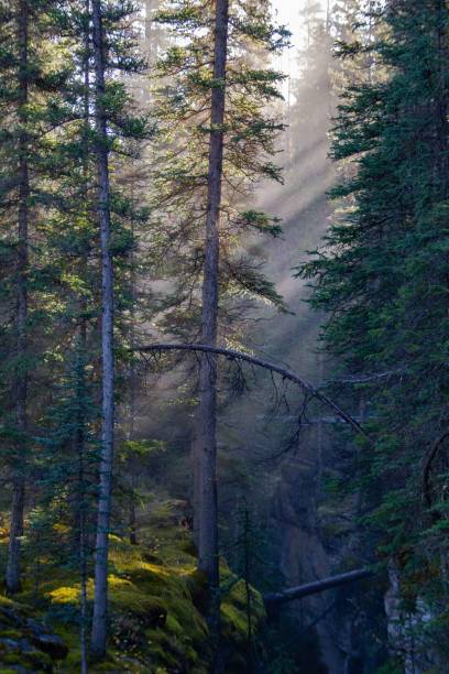 istock Sunrays through the trees at Maligne Canyon, Alberta, Canada 1433889459