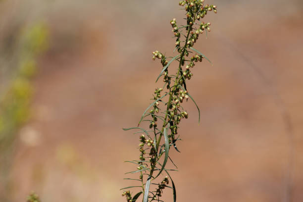 istock Artemisia Dracunculus Bloom - San Bernardino Mtns - 082222 1433889486