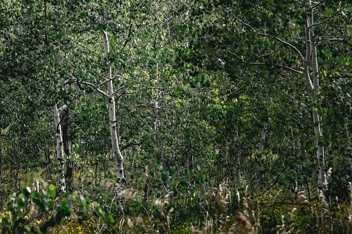 A birch forest, UTAH