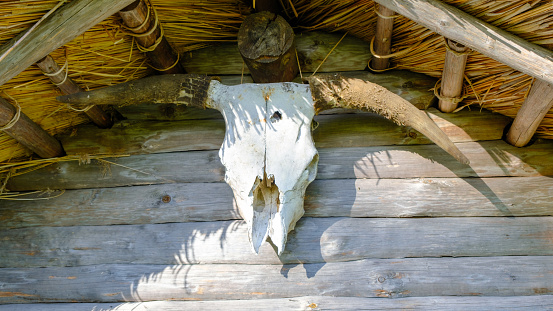 the bull's skull hanging on the wooden wall of the house.
