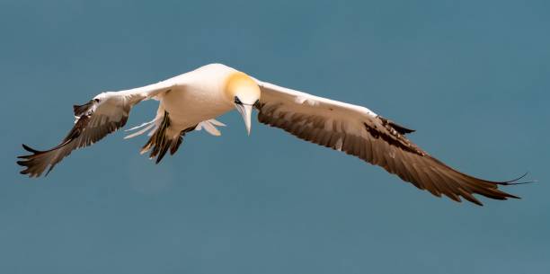 istock Northern Gannet soaring in the blue sky during daytime 1433898892