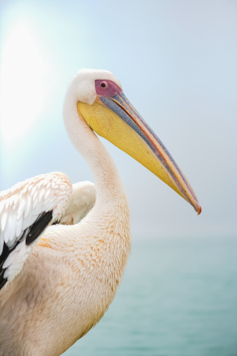 Great White Pelican, Pelecanus onocrotalus, in Namibia, portrait of the head, close-up