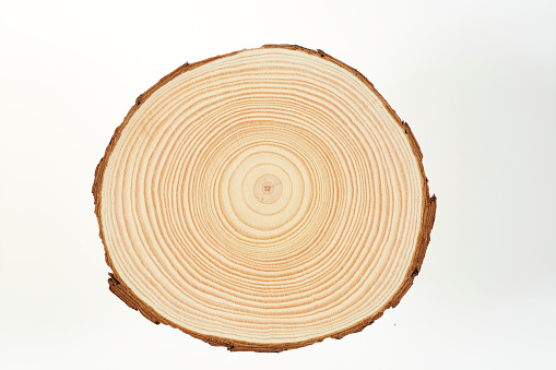 Wood slice with Annual Ring Pattern on a white background, circle, round.