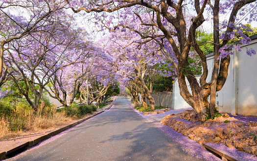 During October and November, many avenues in Johannesburg are lined with Jacaranda trees in full bloom, displaying a brilliant canopy of purple