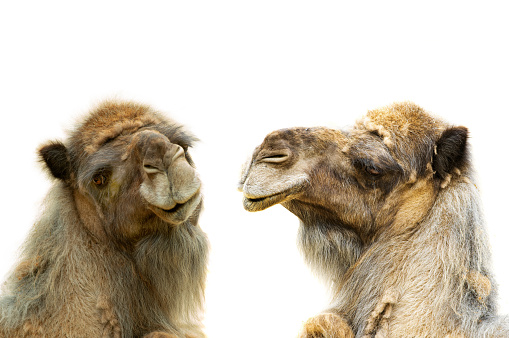 two camel ( camelus dromedarius) portrait isolated on white background