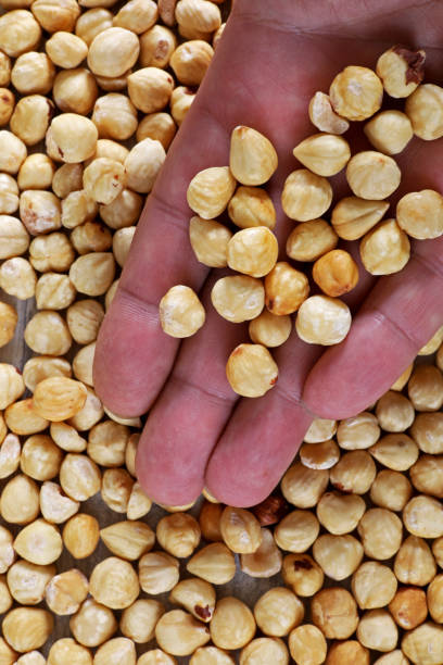 istock unshelled  dried hazelnuts in the palm 1433901981