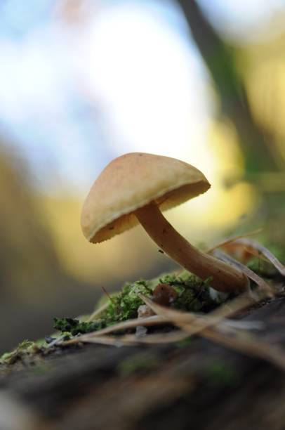 istock Mushroom with a round cap on a thin stalk on a tree trunk. 1433902353