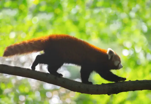 Red panda walking on a tree branch
