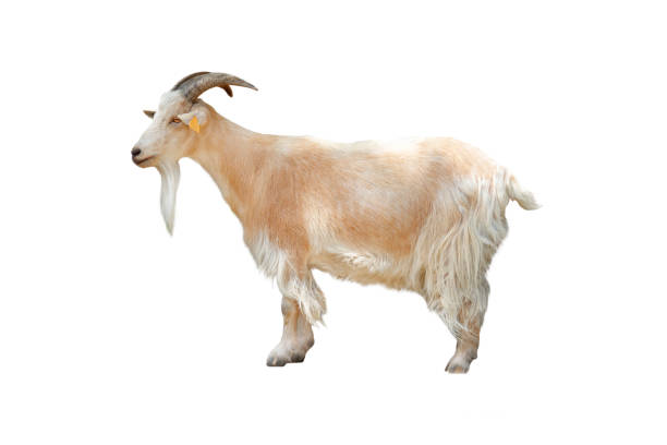 istock pygmy goat isolated on white background 1433902628