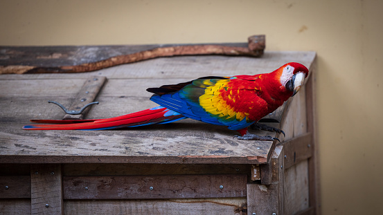 close-up shot of a green winged Ara Macaw bird shot in Playa Venao, Panamà