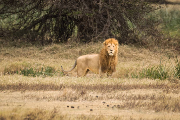 istock Lion on Safari in Kenya 1433906090