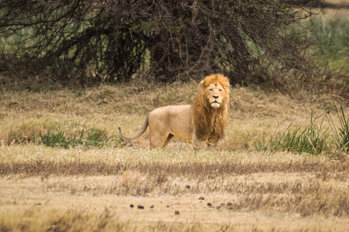 Lion on Safari in Kenya