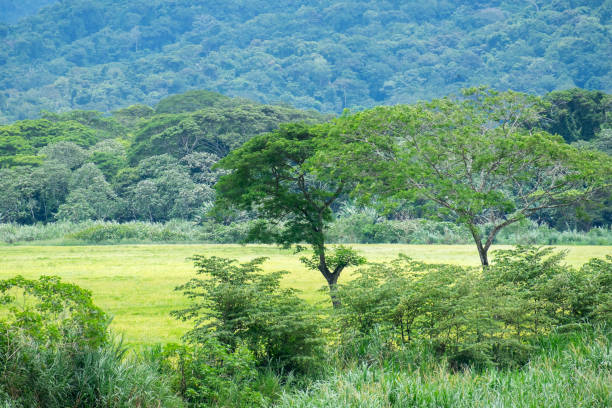 istock Landscape in Costa Rica 1433906350