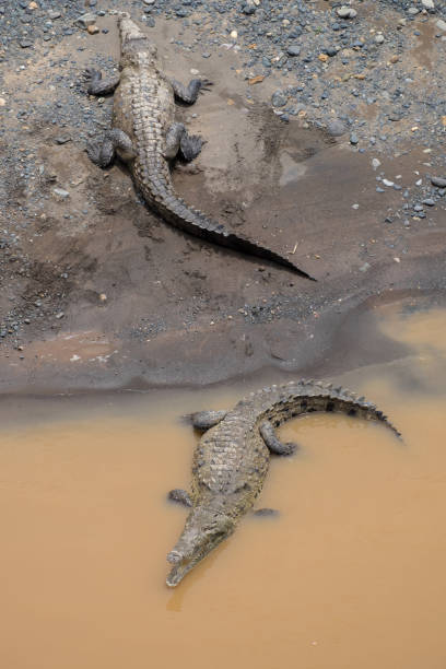 istock Crocodiles in Costa Rica 1433906368
