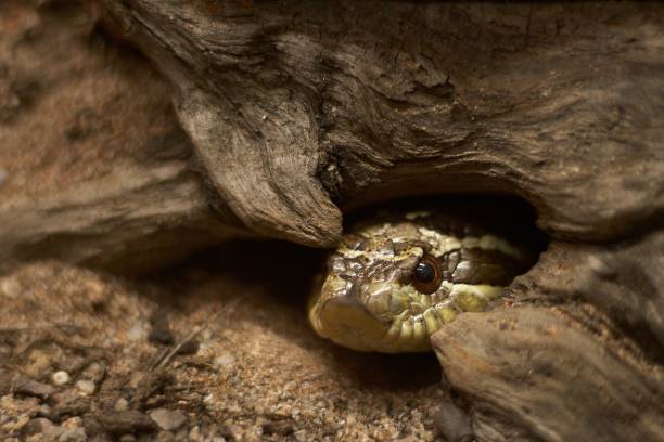 istock Snake hiding in its hole, close-up 1433908451