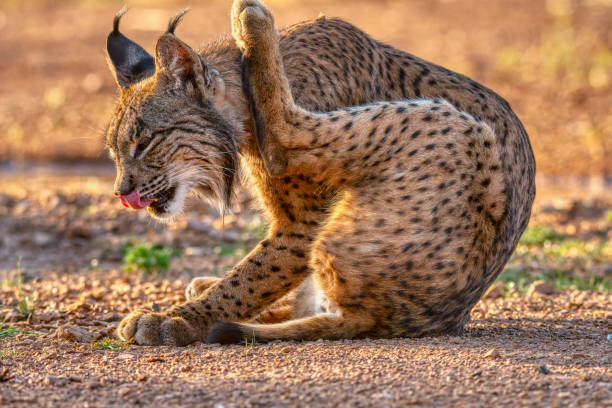 istock Iberian Lynx watching in Castilla La Mancha, Spain. 1433909375