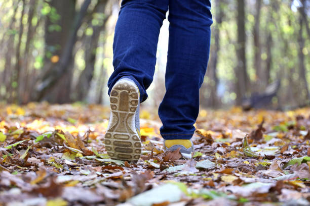 istock Female legs in jeans and sneakers on path with fallen maple leaves 1433909601