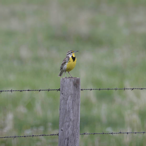 istock Western Meadowlark (sturnella neglecta) perched on a wooden fence post 1433909745