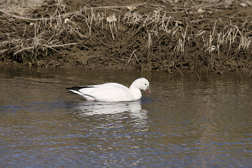 Ross's Goose (anser rosii) swimming in a murky pond